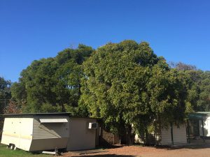 Hunter Valley caravan park